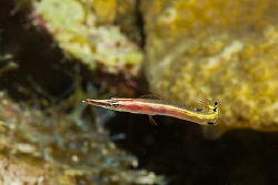 Arrow Blenny (Lucayablennius zingaro) on the hunt in the ... by Deborah Chambers 